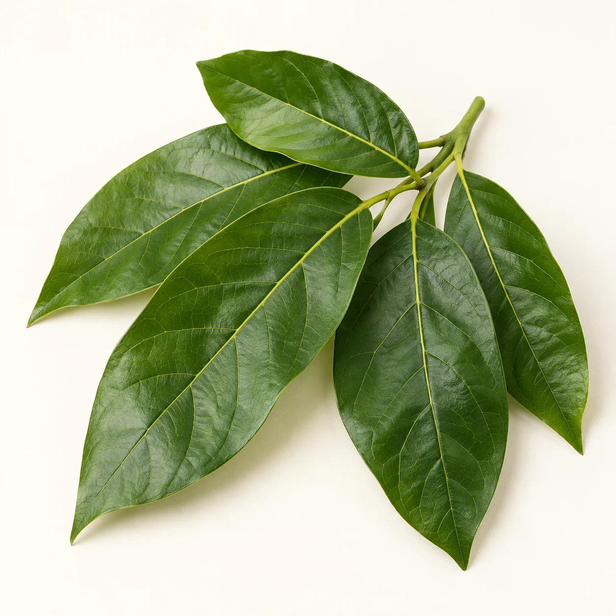 Avokado yaprağı — içerik görseli
