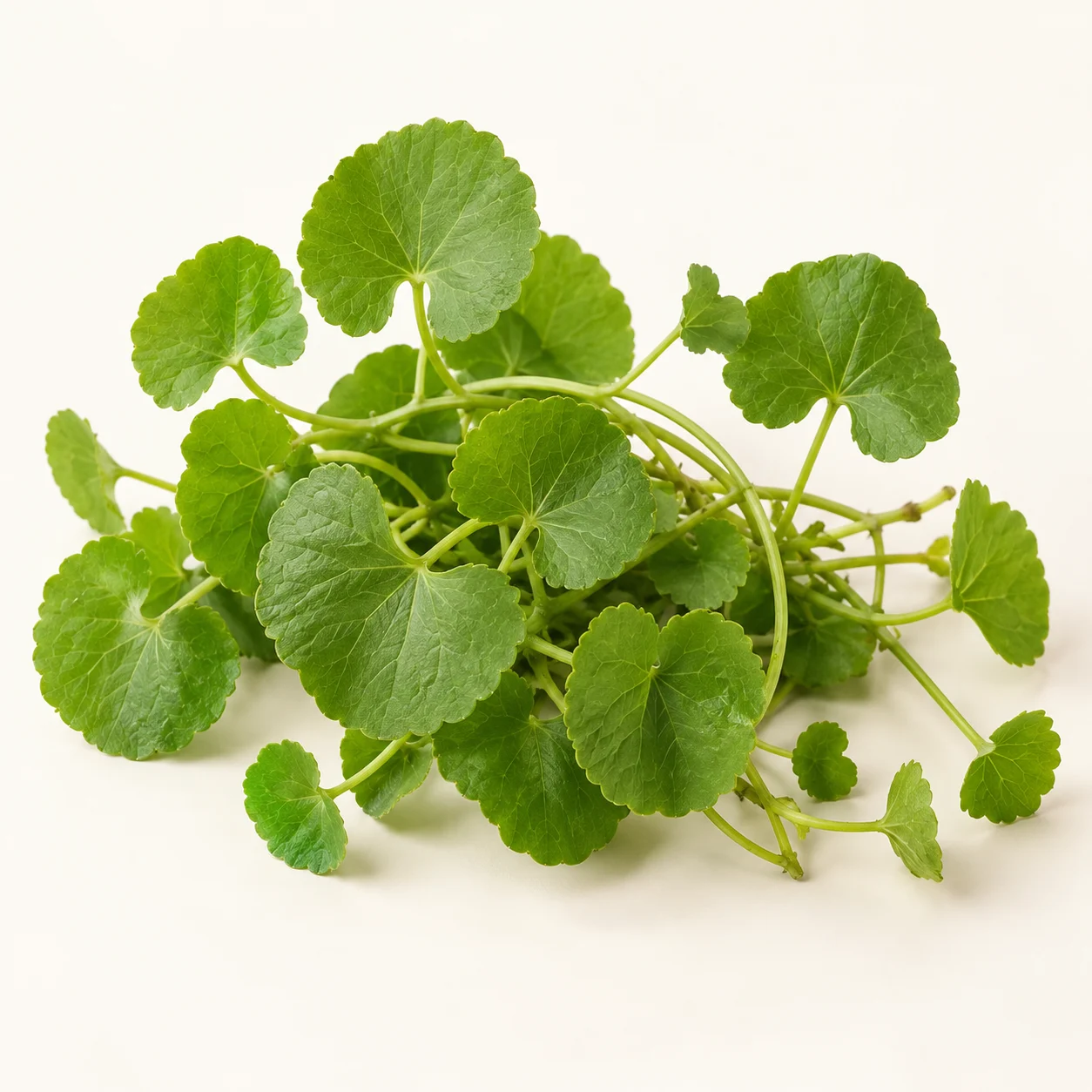 Gotu kola — içerik görseli